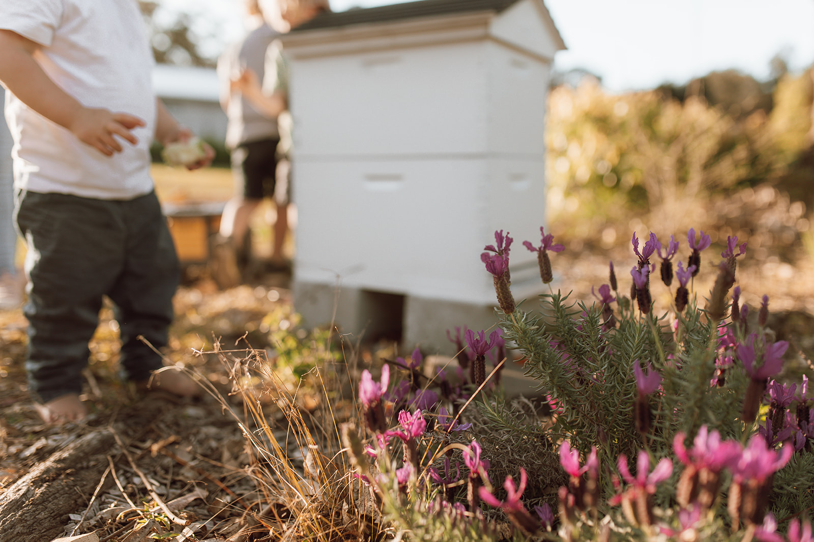 Our beehives on the property
