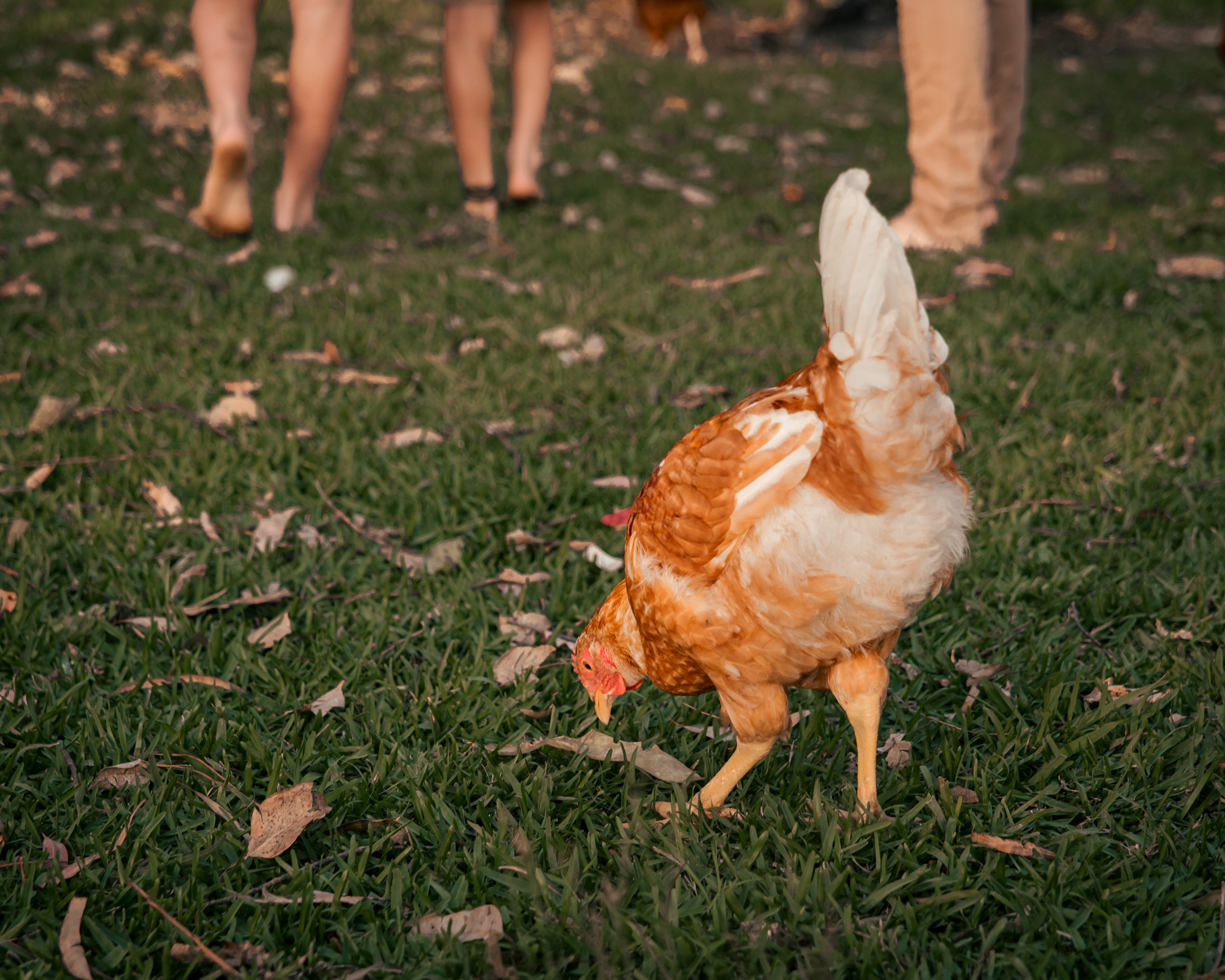 Our free-range chickens roaming the homestead