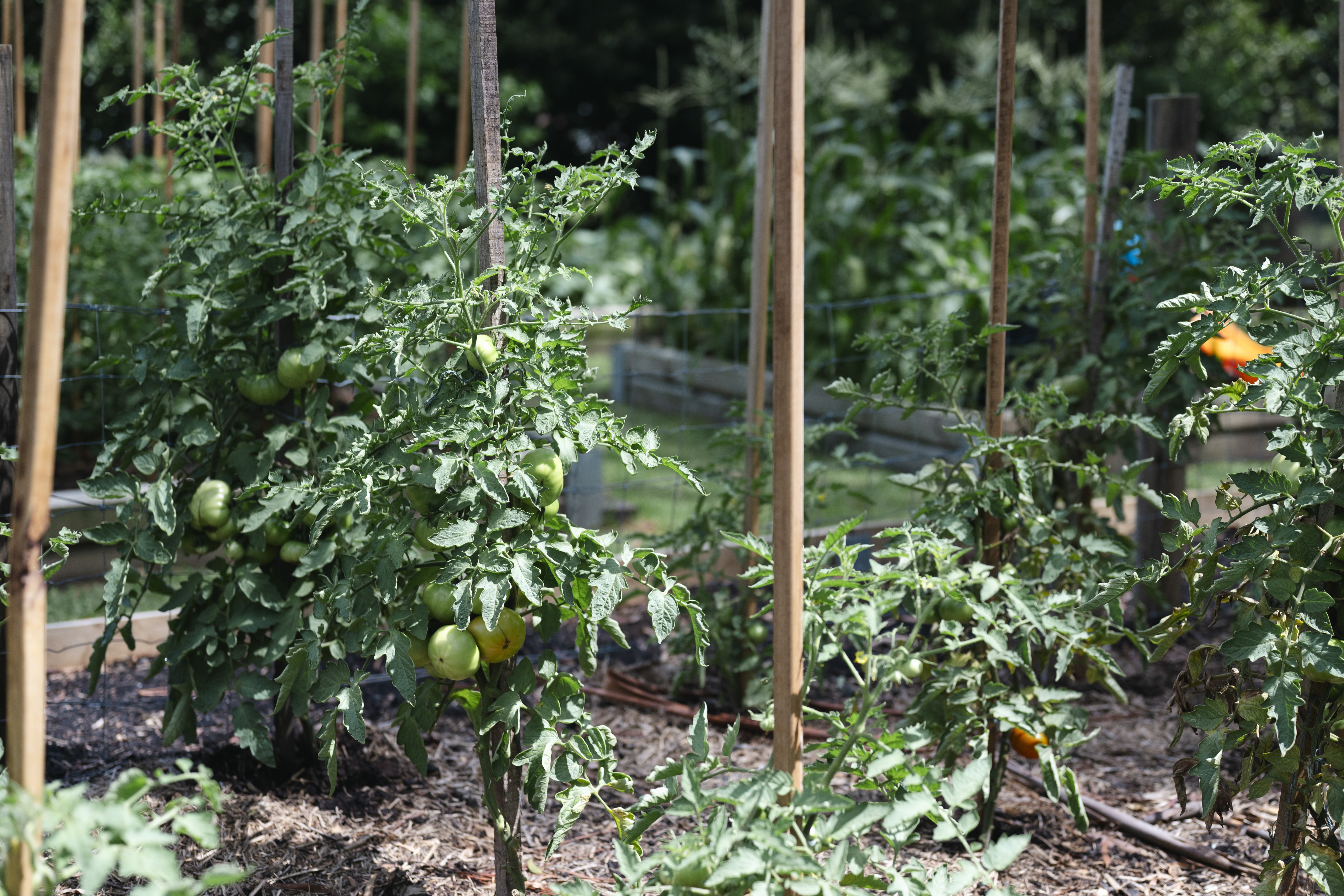 The garden